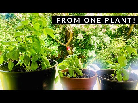 Video: Can basil repotted?
