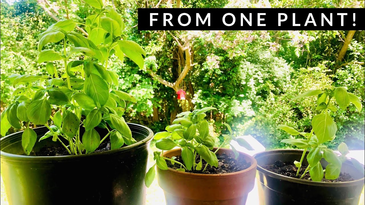 How to REPOT, REPLANT & GROW Basil from ONE Store Plant | Transplant ...