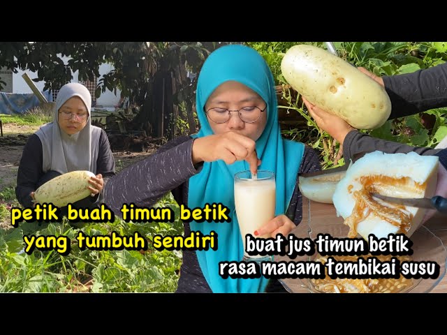 Buat jus timun betik hasil dari pokok yang tumbuh sendiri