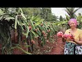 Most expensive fruit farmer  dragon fruit farming success story