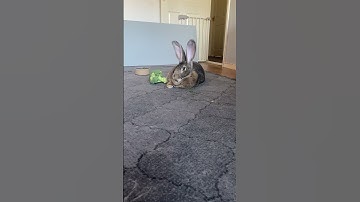 Flemish Giant Rabbit