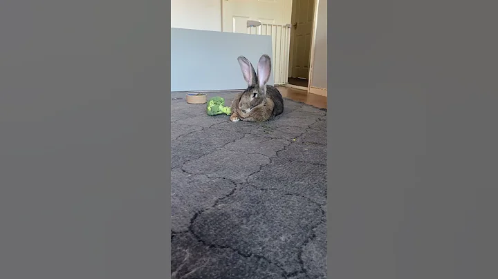 Flemish Giant Rabbit's Intriguing Response to Rabbit Sound!