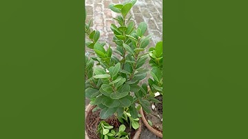 tips to grow ficus #trending #viral #ficus #plants #subscribe #like #bonsayi