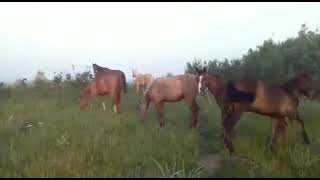 Лошади в Хасавюрте