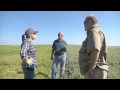 Industrial hemp new star crop in Montana agriculture   ABC FOX Montana Local News, Weather, Sports K