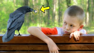 A Little Boy Was Dying, Then A RAVEN Brought Something In His Beak That Shocked Everyone