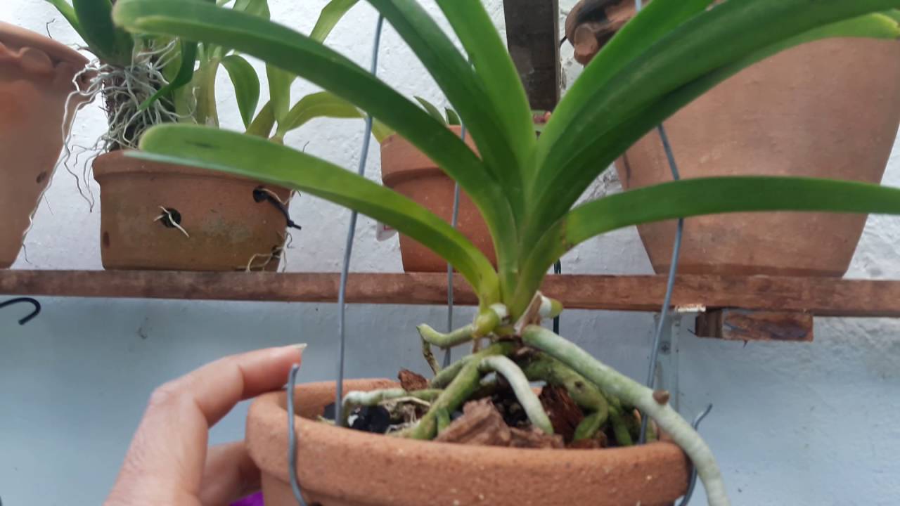 Cultivo de Vanda em Vaso - thptnganamst.edu.vn