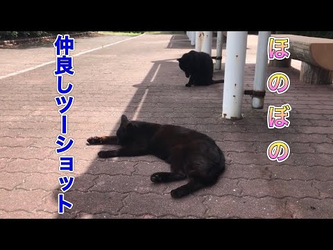 W黒猫はしっかり日陰テントの中【のらねこ日記】