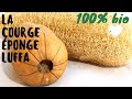 Comment faire pousser des ponges dans son jardin  cultiver la courge ponge luffa loofa