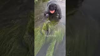 Unbelievable! Man Catches Giant Fish with Bare Hands Hidden in River Grass! 🐟🔥