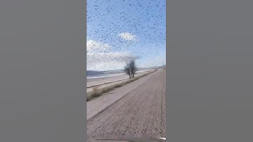 Thumbnail of Göçmen Kuşlar 🦅🕊️🦅🕊️🦅🕊️