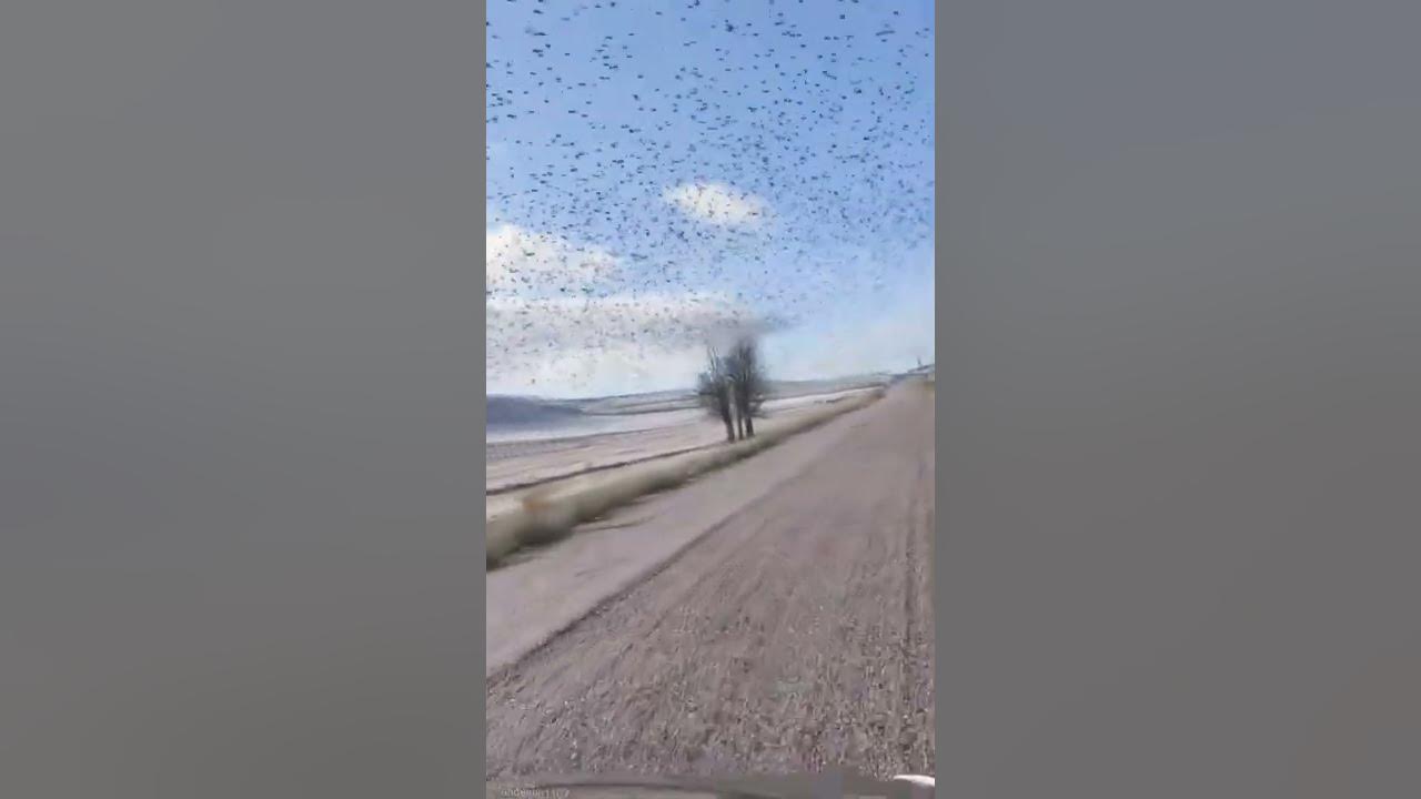 Göçmen Kuşlar 🦅🕊️🦅🕊️🦅🕊️