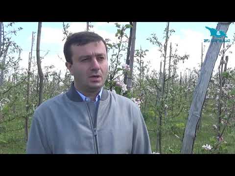 რეგიონში საგაზაფხულო სამუშაოები გრძელდება