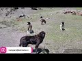 Овцы гузнской породы и аборигенные САО Таджикистана саги дахмарда на перегоне
