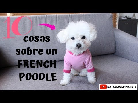 Vídeo: Diferencia Entre Poodle Y Toy Poodle