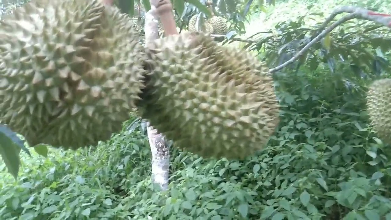 วิธีดูแลหลังจากทุเรียนเต็มร่าง(อายุครบ90วัน)