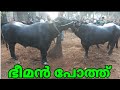 ചട്ടിപ്പറമ്പ് കന്നുകാലി ചന്ത  .Chattiparaba cattle market