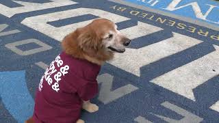 New Batdog Merch in the Thunder Company Store! | Trenton Thunder
