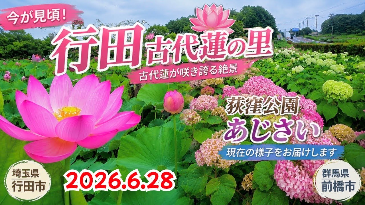 蓮花@プロフも見てくださいページ 🌸蓮の花＆紫陽花の名所2選！古代蓮の里・荻窪公園【2026年開花状況