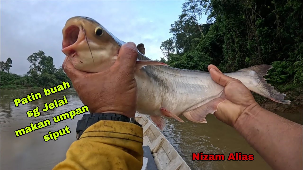 PATIN BUAH SUNGAI JELAI MAKAN UMPAN SIPUT SEDUT