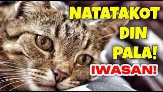 NATATAKOT AT NATOTRAUMA DIN ANG PUSA KAPAG BIGLA MONG PINALO AT SINIGAWAN!