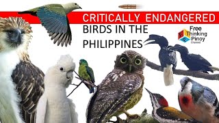 MGA IBON NA MALAPIT NG MAUBOS SA PILIPINAS | Philippine Eagle, Kulasisi at Katala