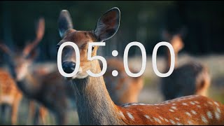 5 Minute Timer With Relaxing Music: Animal Theme
