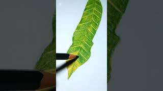 By Now, You Can Do This Too 🍃✨ | Colored Pencil Leaf Sketch