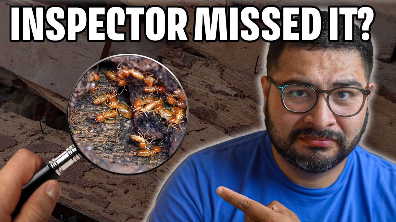 I Bought A House Filled With Termites