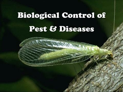Video: Biological Products For Pest And Disease Control