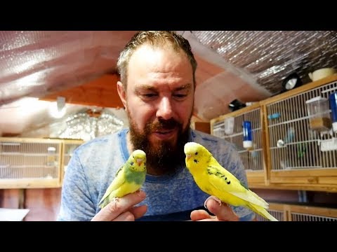 Budgie Birdroom Babies Best Moments - Adorable Babies!