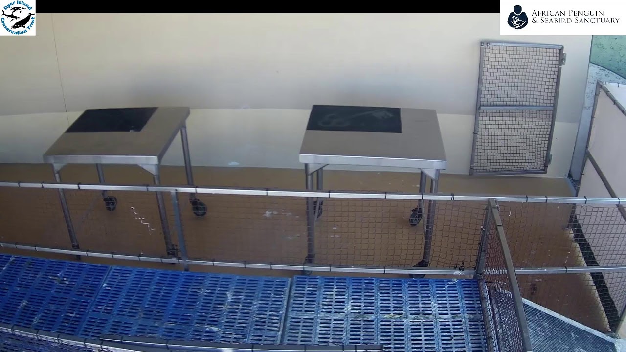 - African Penguin & Seabird Sanctuary