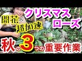 【クリスマスローズ】秋には重要作業を3つやれば、開花までの準備できますよ☺️/ 10月〜3月までやれる作業も是非とも秋のうちに☝️/ 数年そのままの株は、この秋にリフレッシュさせましょ【ガーデニング】