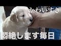 【無編集】よたよた走ってコロコロするようになってきました