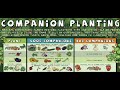 What is Companion Planting, Food Forest Examples.