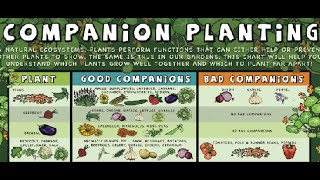 What is Companion Planting, Food Forest Examples.