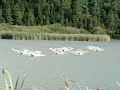 Swan pratice run st fulgence 2024
