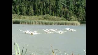 Swan pratice run st fulgence 2024