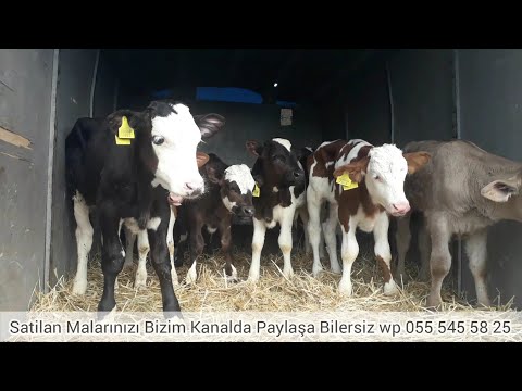 MAl BAZARİ BEYLEQAN 27.05.2021 Simental Buzovlar Satilir