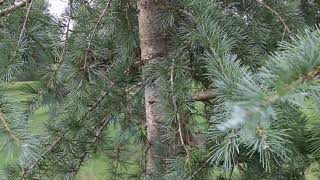 Deodar cedar (Cedrus deodara) - Plant Identification