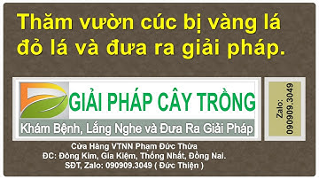 THĂM VƯỜN CÚC BỊ ĐỎ LÁ VÀNG LÁ VÀ ĐƯA RA GIẢI PHÁP.