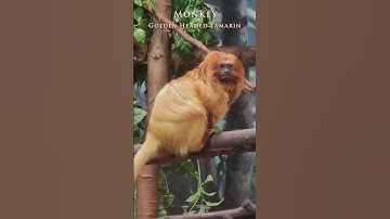 We Saw Monkey D Luffy at the Zoo - Golden Lion Tamarin