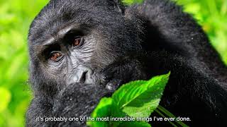 The Mountain Gorillas of Uganda, With Wildlife Worldwide Founder Chris Breen