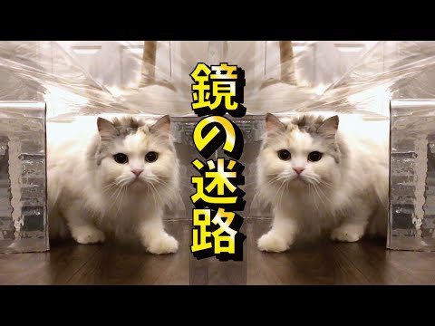 【神回】鏡の迷路に迷い込んだ猫の反応が最高すぎました【関西弁でしゃべる猫】