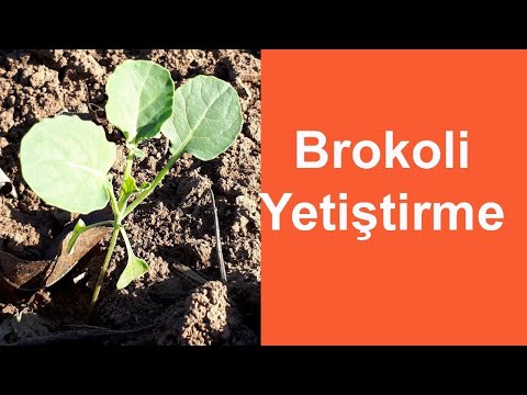 Video: Brokoli: Fide Ekimi Için Hazırlık