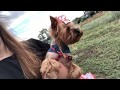 DogVlog: Ходим по магазинам, долгая прогулка