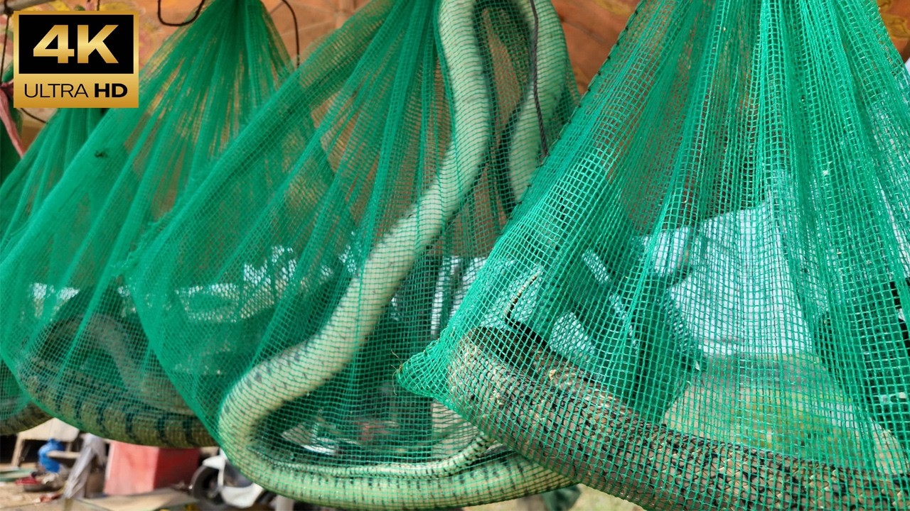 Big Big Snakes, Turtles, Eels, Snails Selling on the Way to 7NG