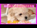 【隠し撮り】子犬達はとっても早起き！〜生後２ヶ月〜