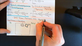 The Thyroid Gland Part 2