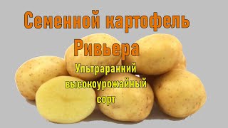 Картофель Семенной Элита